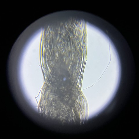Silk gauze fiber in glycerol at 200x magnification, light from below