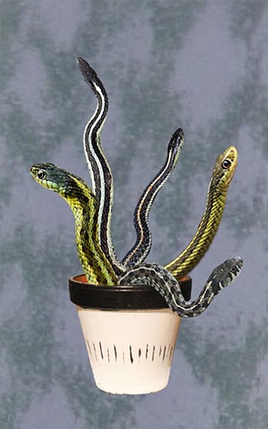 Snake Plant