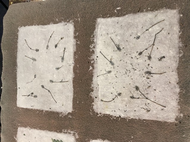 abaca paper with seed heads