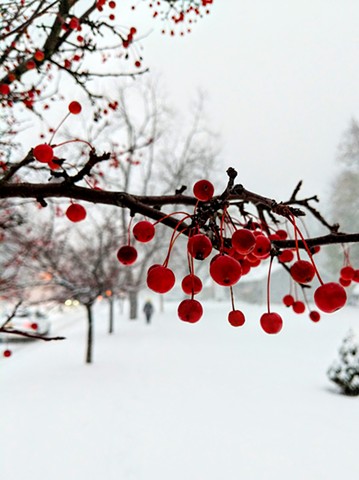 Image of cherries hanging from a tree in the snow