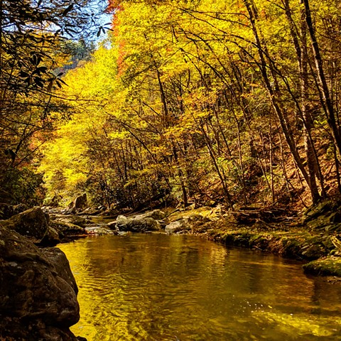 Yellow leaves reflected in a creek in Boone, NC