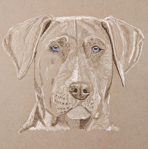 Portrait of a Weimaraner