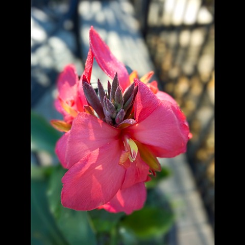 Close-up of Canna Lily