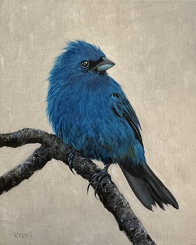 Indigo Bunting by KARI PAGNANO