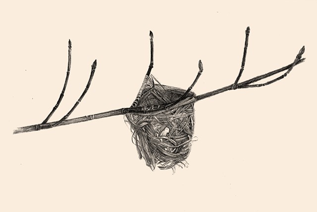 Vireo Nest, Striped Maple
by AMY SILBERKLEIT


