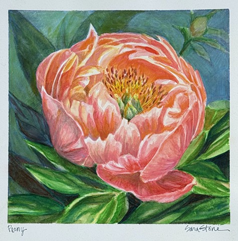 Peony by SARA STONE