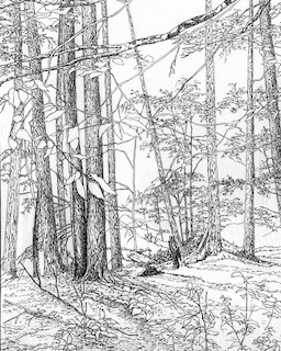 In the Woods by DEBORAH RUGGERIO