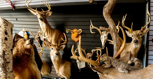 Taxidermy Shop by ALAN POWELL