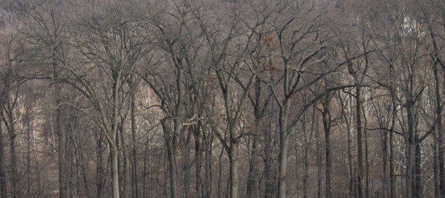 Dreamwood by HELANE LEVINE-KEATING