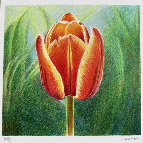 Tulip by SARA STONE