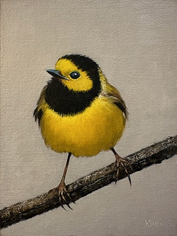 Hooded Warbler by KARI PAGNANO