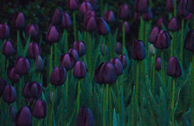 Queens of the Night  by HELANE LEVINE-KEATING