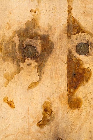 Face by BONNIE MITCHELL