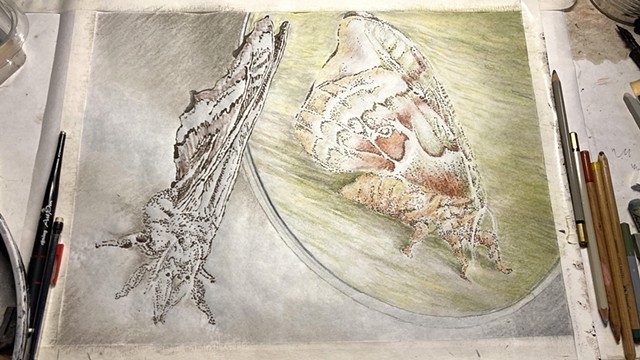 Study 2 - Mirror Moth by CORNEEL VERLAAN