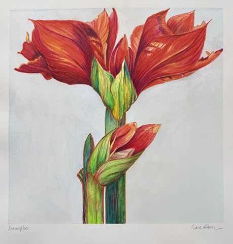 Amaryllis by SARA STONE