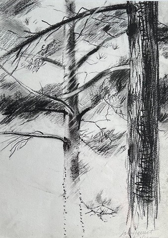 Cape Pines, for Harriet  by LOUISE KALIN