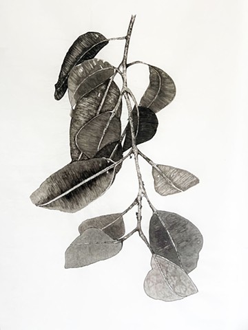 Canopy Drop - detail