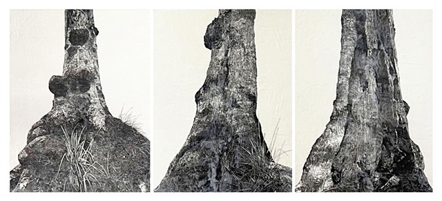 A TALE OF TWO TREES