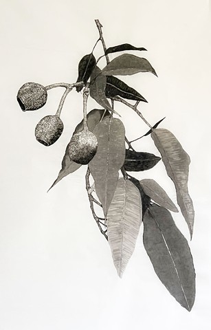 Canopy Drop - detail