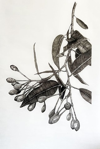 Canopy Drop - detail