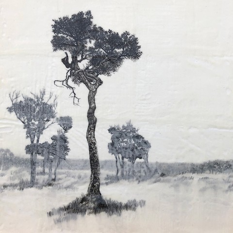 Paperbark #9 'Truffula Tree'