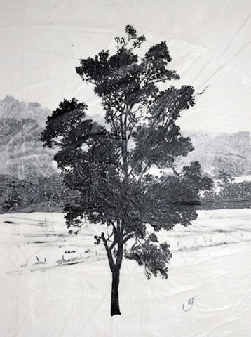 ink, trees, landscape drawing, western australia, walpole, australian artist