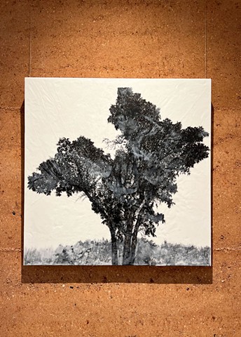 TOTT - Painted Tree Gallery