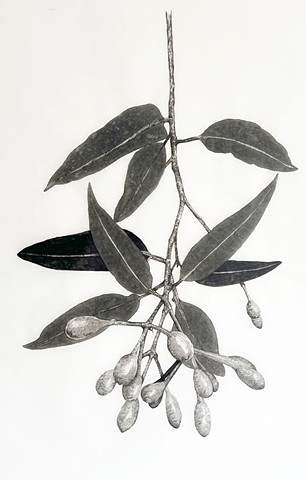 Canopy Drop - detail
