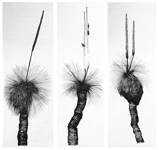 Reading Country - Balga (triptych)