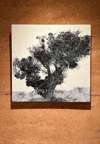 TOTT - Painted Tree Gallery
