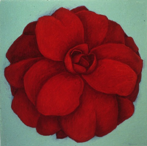 Red Rose on Turquoise 