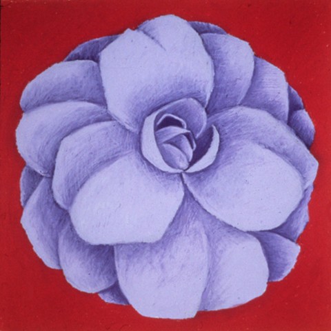 Lavender Rose on Magenta 