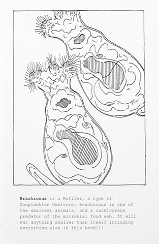 The Friendly Microbe Coloring Book - Brachionus sp. page