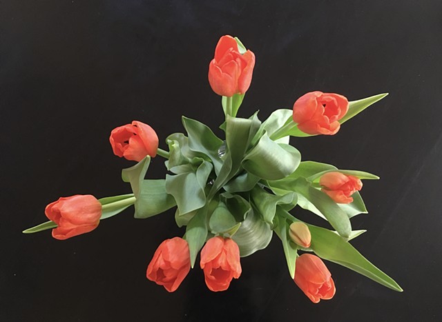 February Tulips