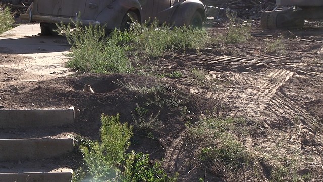 A work-in-progress, 'Yellowcake' weaves together Atomic fictions, lived realities, family history, reclaimed landscapes overrun by desert hares and cake. 