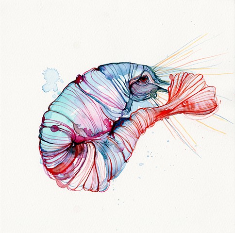 Schmincke Horadam watercolor painting of a very colorful shrimp by betsy heistand jones