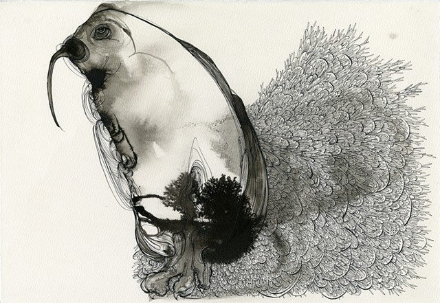 kiwi bird is patiently waiting for someone in this india ink with brush and steel dip pen drawing by betsy heistand jones. betsy s jones. cooper union