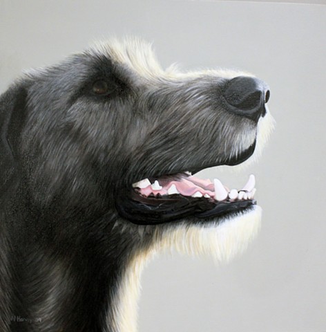 irish wolfhound oil painting, head study