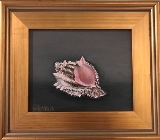 still life of murex shell with gray background