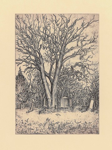 The Biggest Tree I Could Find In Evergreen Cemetery