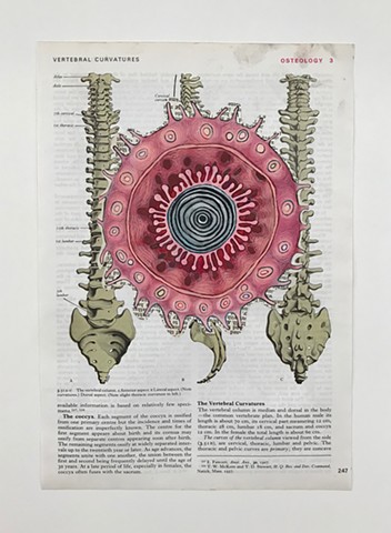 Osteology