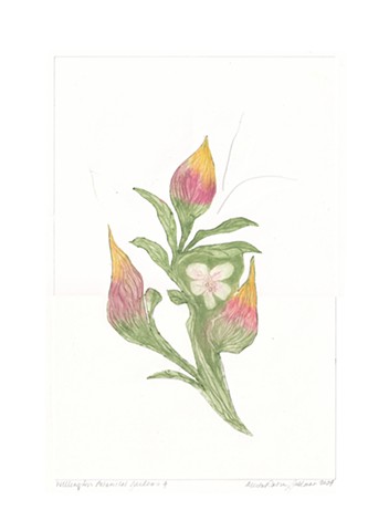 Wellington Botanical Garden 4