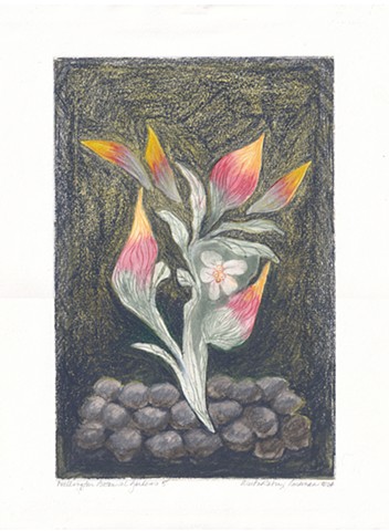 Wellington Botanical Garden 5