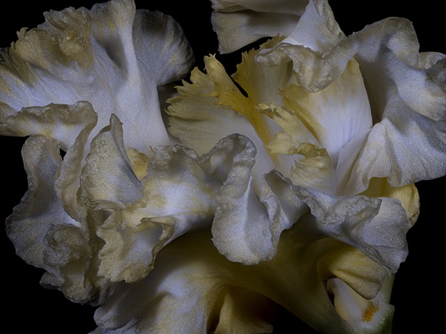 A Wave From Iris