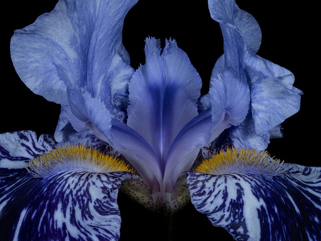 "Blue Velvet Lemon Lace"