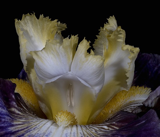 Bearded Iris, Brilliant