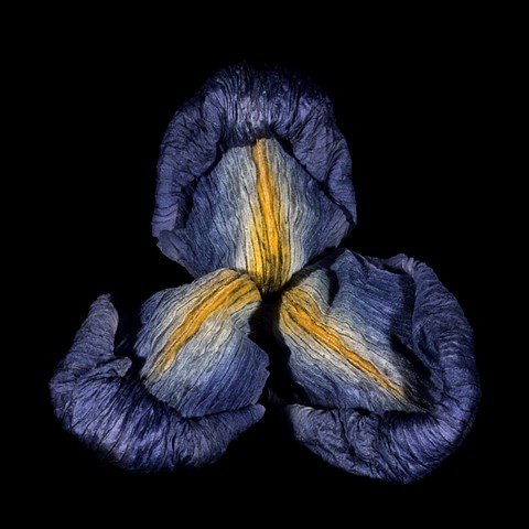 Dry Japanese Iris