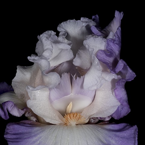 Bearded Iris White Violet
