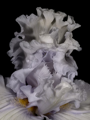 Bearded Iris Sculptural 1