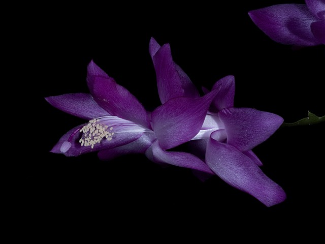 GREG GLOTZBACH'S FLORA